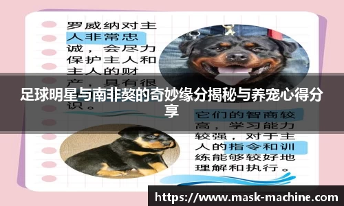 足球明星与南非獒的奇妙缘分揭秘与养宠心得分享